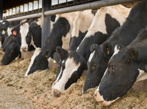 Dairy Super Feed