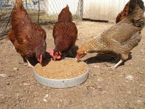 Broiler Grower
